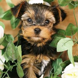 Chip - Black and tan male Yorkshire Terrier puppy in West Fargo, North Dakota from A Yorkie Tale