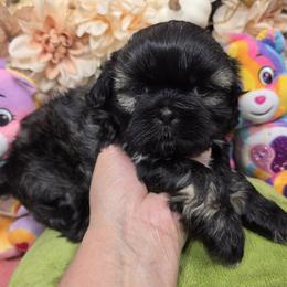 Blue Girl 1 - Black and tan female Shih Tzu puppy in Buda, Texas from Vickie's Shih Tzus