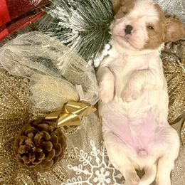 Shimmer - Blenheim female Cavalier King Charles Spaniel puppy in Conway, Missouri from Jordan  Harrison