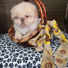 Male 1 - Lilac male Shih Tzu puppy in Meadows Of Dan, Virginia from Walt’s Shih Tzus