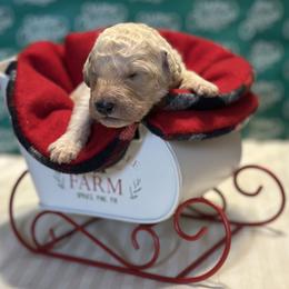 Boy 6 - male Goldendoodle puppy in Westminster, South Carolina from Goldendoodlepuppiessc