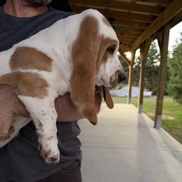 Peanut - Lemon and white female Basset Hound puppy in Manchester, Tennessee from Middle TN Leopard Catahoulas and Middle TN Bassett Hounds