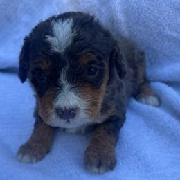 Girl 2 - Merle female Bernedoodle puppy in Los Angeles, California from Bernied00dle Love