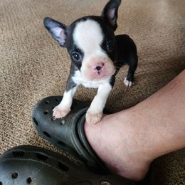 Girl 1 - Seal brindle and white female Boston Terrier puppy in Jacksonville, Texas from Vicki's Boston Terriers