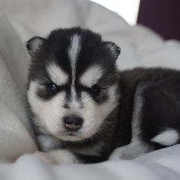 Soren - Black and white male Siberian Husky puppy in Wiscasset, Maine from Running with Huskies