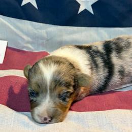 Male 1 - Red merle and white male American Corgi puppy in Portland, North Dakota from Sliding stop corgis