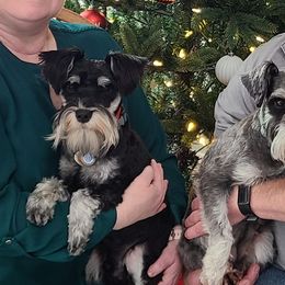 Miniature Schnauzers from Central Iowa Schnauzers, LLC