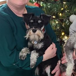 Miniature Schnauzers from Central Iowa Schnauzers, LLC