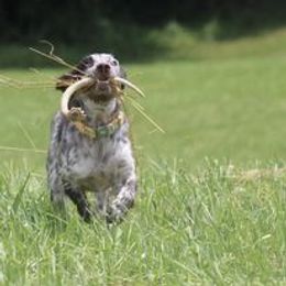 English Cocker Spaniel and Labrador Retriever Puppies from Blue Clay Kennels, LLC.