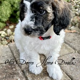 Goldendoodle Puppies from Ohio Down Home Doodles