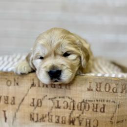 Boy 1 - Light golden male Golden Retriever puppy in Tonasket, Washington from Denzil’s Goldens
