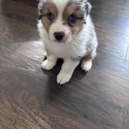 Australian Shepherd Puppies from Ace of Spades Australian Shepherds