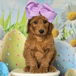 Wimberly's Lilac Girl - Apricot female Goldendoodle puppy in Kountze, Texas from Texas Doodles LLC