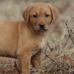 Chesapeake Bay Retrievers and Labrador Retrievers from Terranova Retrievers