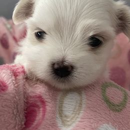 Maltese Puppies from Boshi Maltese