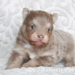 Nocturne - Lavender male Pomsky puppy in Centerville, Iowa from LJ Kennels Pomskies, LLC