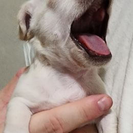 Chihuahua Puppies from Precious Paws of Florida