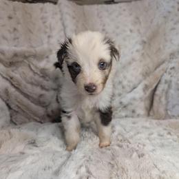 Evil Queen - Red merle female Miniature Australian Shepherd puppy in Bend, Oregon from Wonderland Aussies