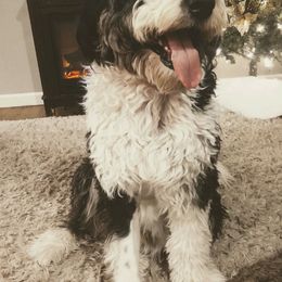 Aussiedoodles from Fancy Cash Doodles