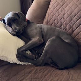 Navy - Weimaraner