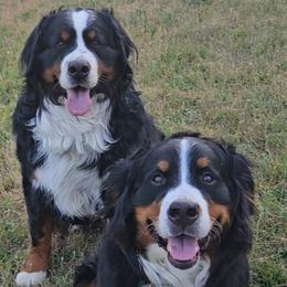 Bernese Mountain Dogs from Rusty Brows Berners