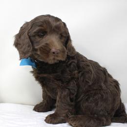 Steel  with a teal collar - Chocolate male Australian Labradoodle puppy in Provo, Utah from EllsWORTH Labradoodles LLC