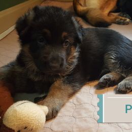 German Shepherd Puppies from Sevilla German Shepherds