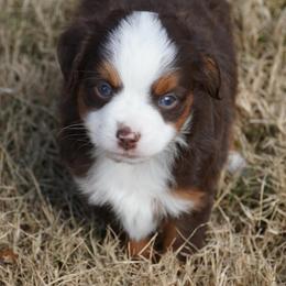 Red Tri 2 Blue Eyes - Red tri male Miniature Australian Shepherd puppy in Lawton, Oklahoma from Lindsey’s Aussies