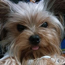 Bella - Yorkshire Terrier