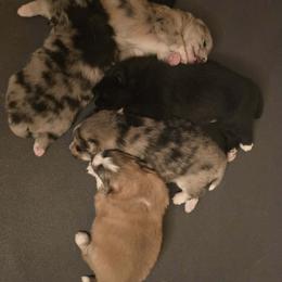 Pomsky Puppies from Pomskies of Vermont