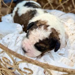 Double Doodle puppies from Remington Kennels, LLC