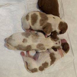 Cavalier King Charles Spaniel Puppies from Chara Cavaliers