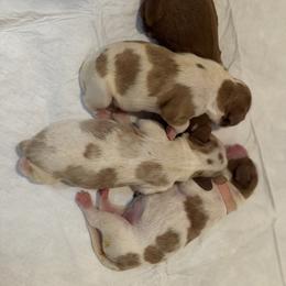 Cavalier King Charles Spaniel Puppies from Chara Cavaliers