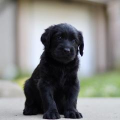 Labradoodle Puppies from Ohio heart labradoodles