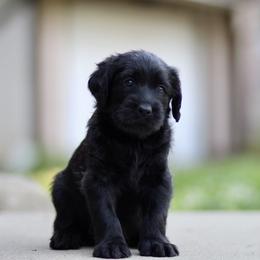 Labradoodle Puppies from Ohio heart labradoodles