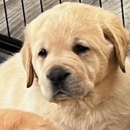 Labrador Retrievers from Bellvale Labradors
