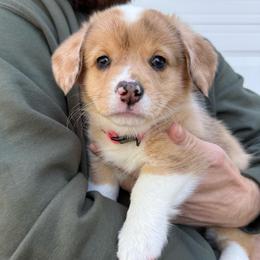 Spice - Sable merle and white female American Corgi puppy in Paxton, Illinois from McGovern Family Corgis