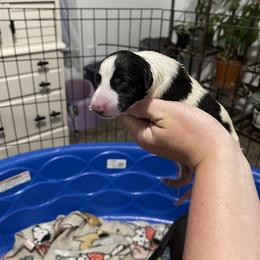 Golden Retriever and Greyhound Puppies from K and E Kennels