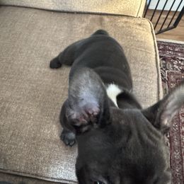 French Bulldog All Grown Up from Pipsters of North Carolina