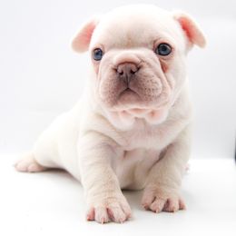 Sugar - Cream female French Bulldog puppy in Star City, Arkansas from T4 Farms