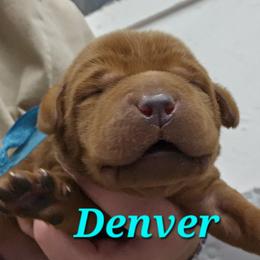 Denver - Yellow female Labrador Retriever puppy in Sidney, Nebraska from Nebraska Strong Labradors