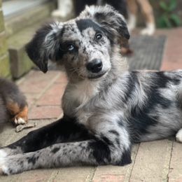 Shadow - Blue merle female Miniature Australian Shepherd puppy in Greensboro, North Carolina from Mike & Josh Mini & Toy Aussies