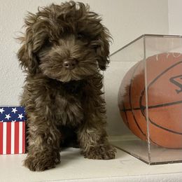 Noel - Brown female Cockapoo puppy in Larimer County, Colorado from Puppy Love Doodles