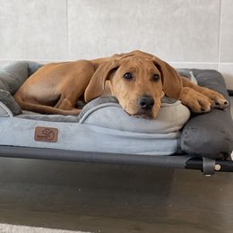 Rhodesian Ridgeback Puppies from River Rock Ridgebacks