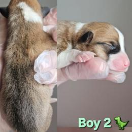 Boy 2 - White and red male Pembroke Welsh Corgi puppy in Tomball, Texas from Larsen Loved Corgis