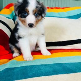 Nisqually (Nissa) (full tail) - Blue merle female Miniature American Shepherd puppy in Olympia, Washington from Shamayim Acres ~ Miniature American Shepherds