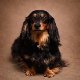 Miracle - Dachshund