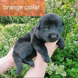 German Shepherd Puppies from Sheldon Shepherds LLC