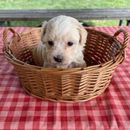 Levi 4 pound toy - Apricot male Maltipoo puppy in Lawrenceburg, Tennessee from LUV Poodles and Maltipoos