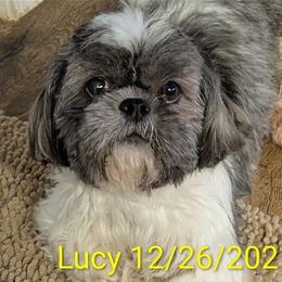Lucy - Shih Tzu